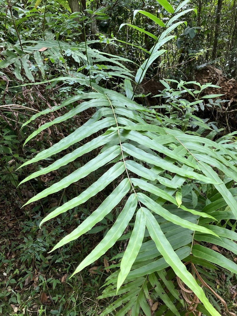 Elephantleaf Brake photo 4