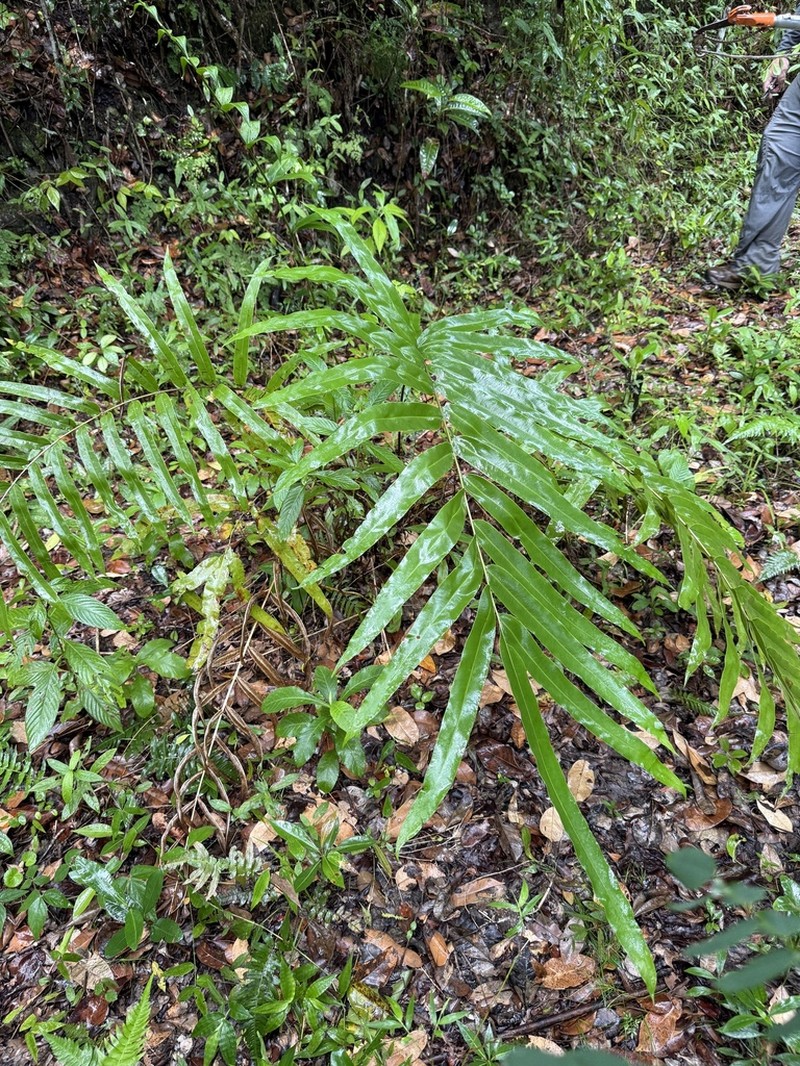 Elephantleaf Brake photo 5