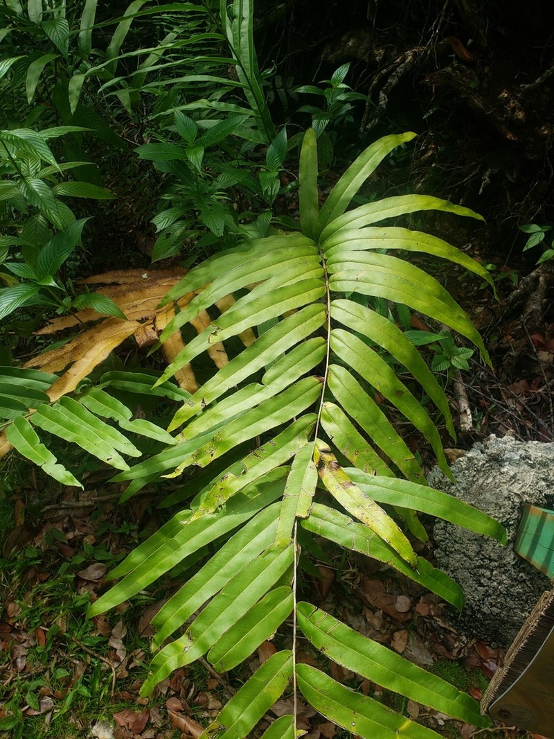 Elephantleaf Brake photo 6