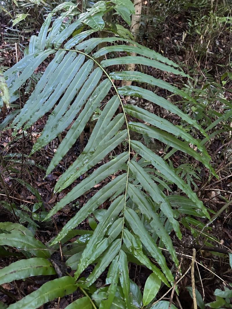 Elephantleaf Brake photo 7