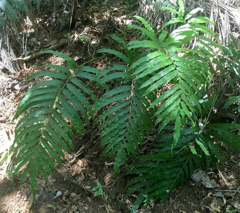 Elephantleaf Brake photo 8
