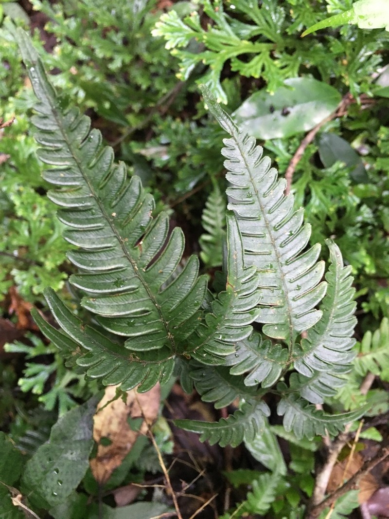 Pteris grevilleana