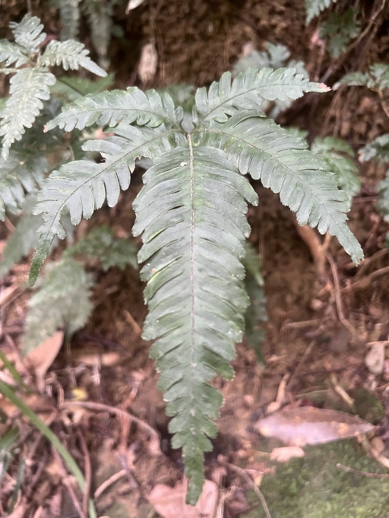 Pteris grevilleana photo 2
