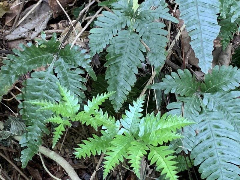 Pteris grevilleana photo 3