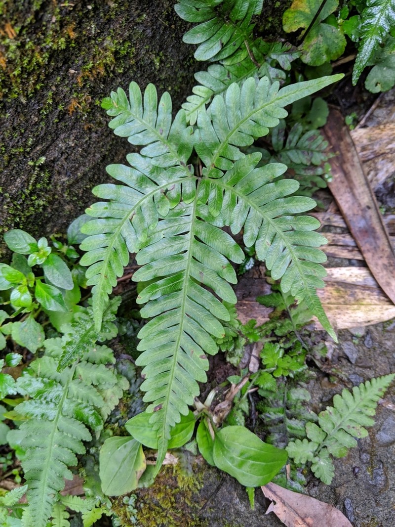 Pteris grevilleana photo 4