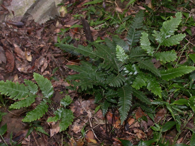 Pteris grevilleana photo 5