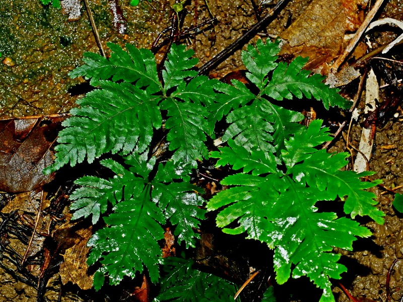 Pteris grevilleana photo 6