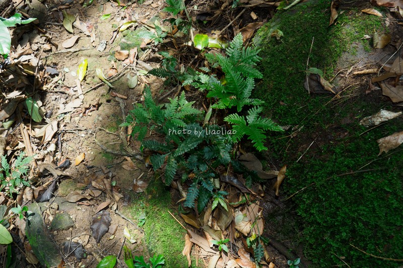 Pteris grevilleana photo 7