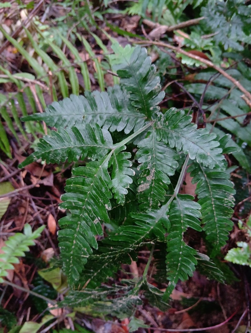 Pteris grevilleana photo 8