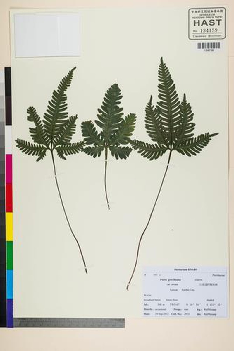 Pteris grevilleana subsp. digitata
