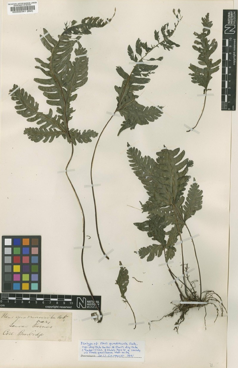 Pteris grevilleana subsp. digitata photo 2