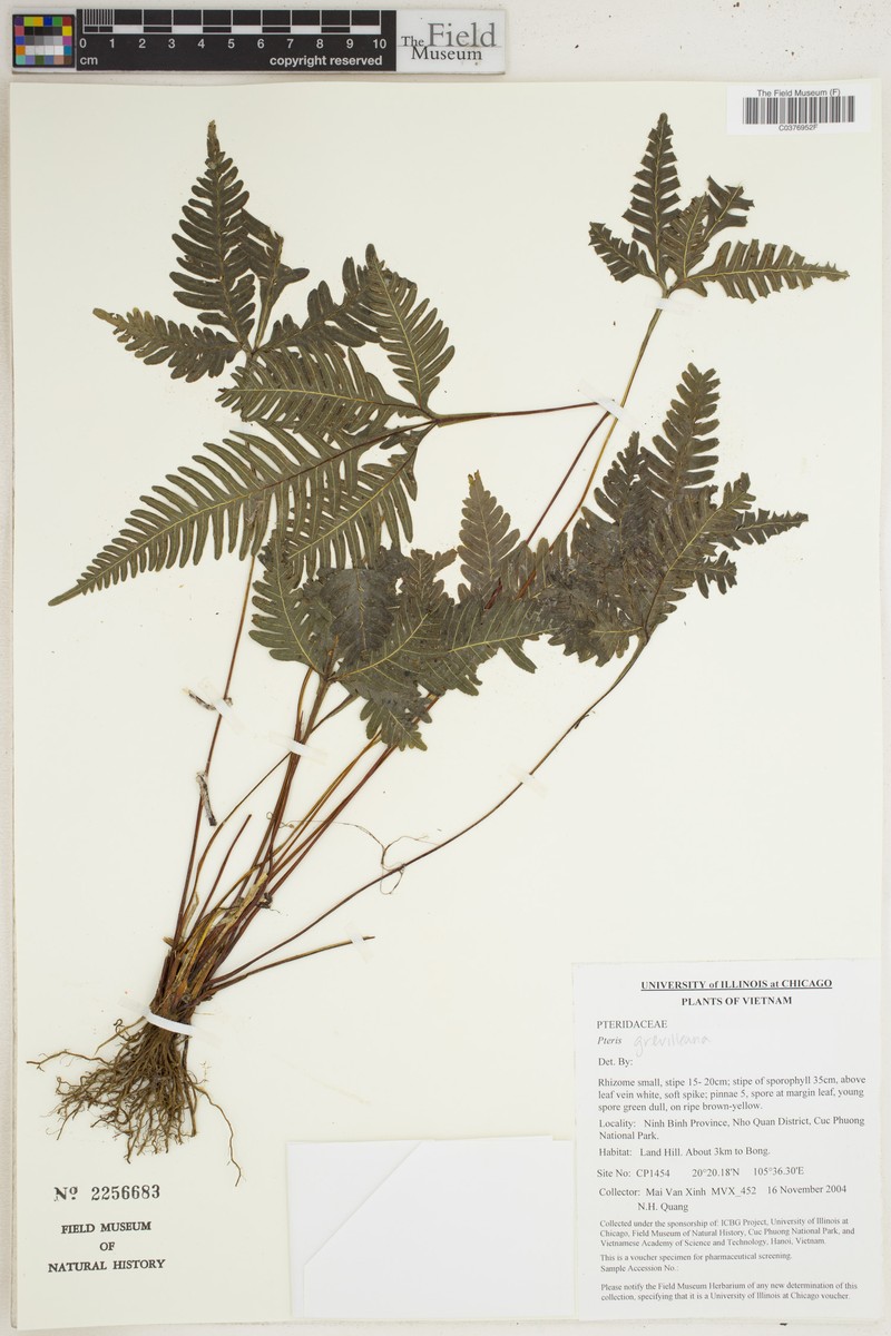 Pteris grevilleana subsp. grevilleana