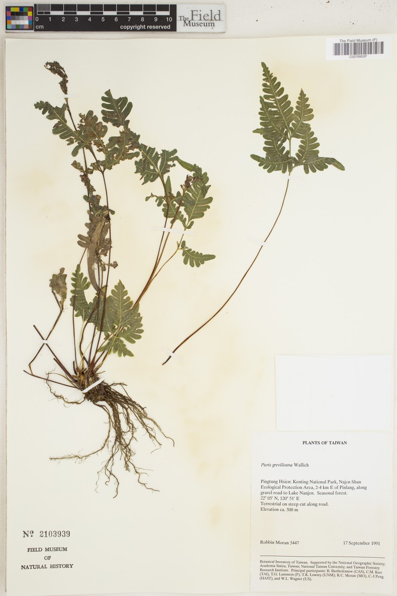 Pteris grevilleana subsp. grevilleana photo 2