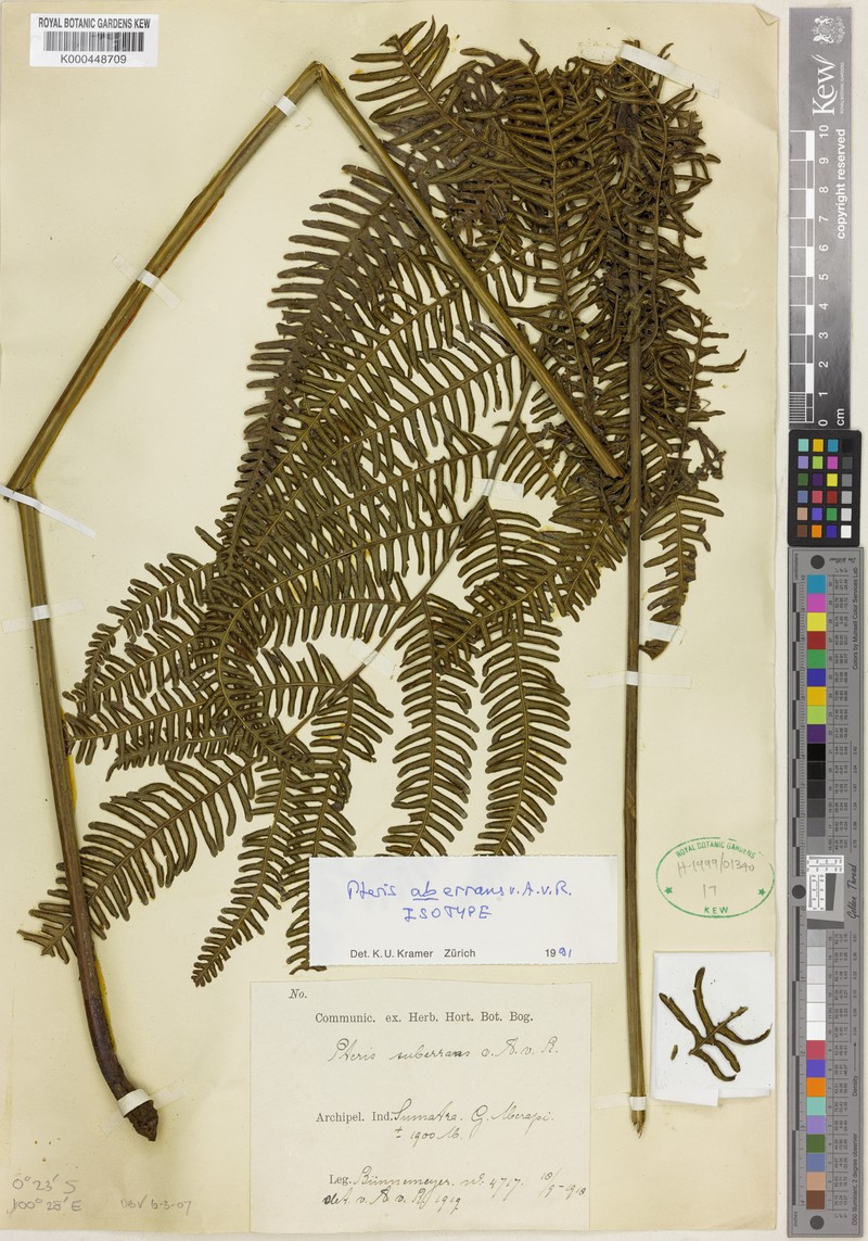 Pteris grevilleana subsp. grevilleana photo 3