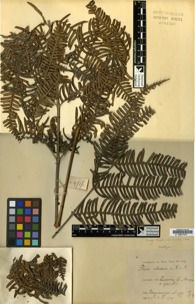 Pteris grevilleana subsp. grevilleana photo 4