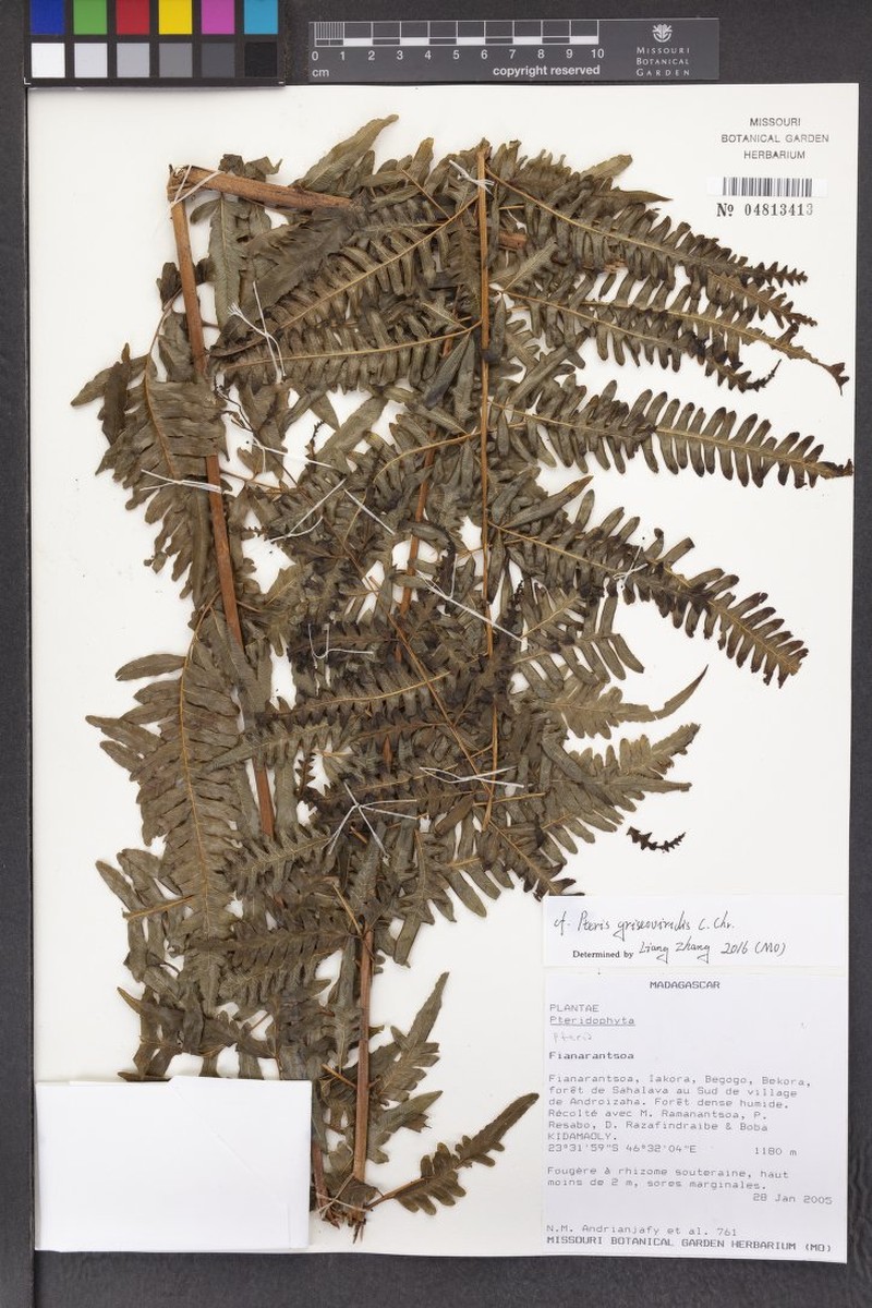 Pteris griseoviridis