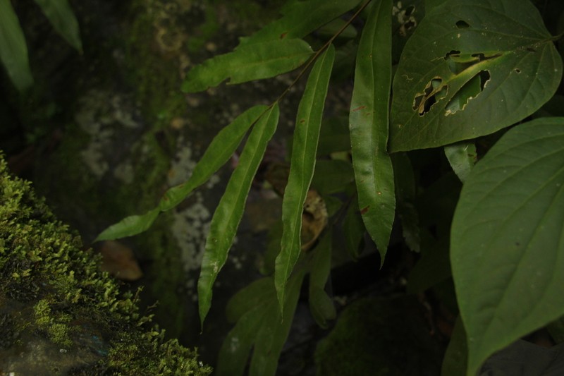 Pteris haenkeana