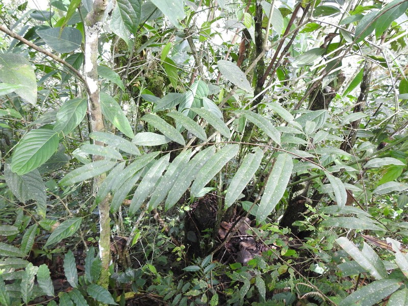 Pteris haenkeana photo 2