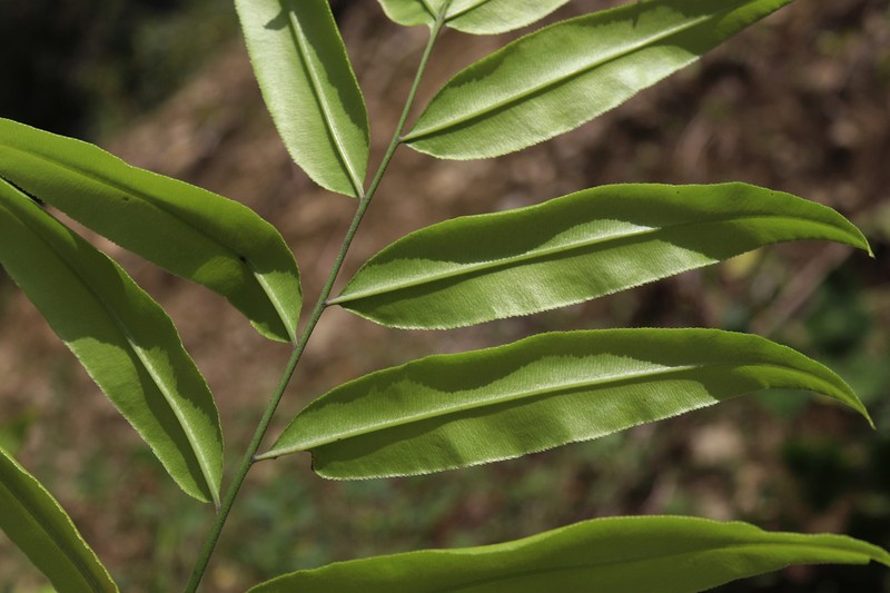 Pteris haenkeana photo 3