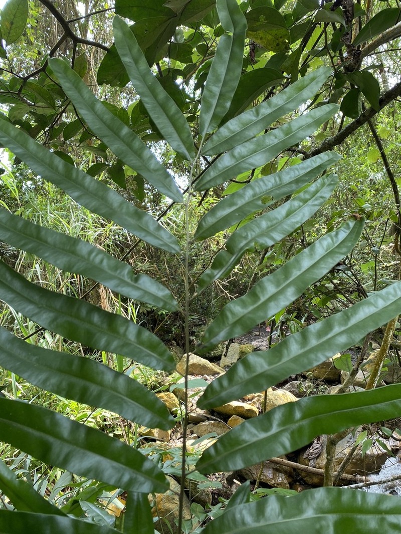 Pteris haenkeana photo 4