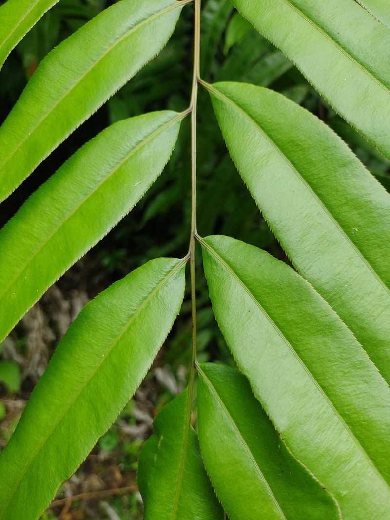 Pteris haenkeana photo 5