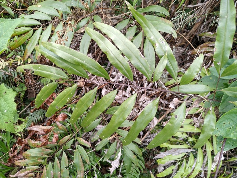 Pteris haenkeana photo 6
