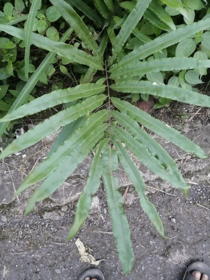 Pteris haenkeana photo 7