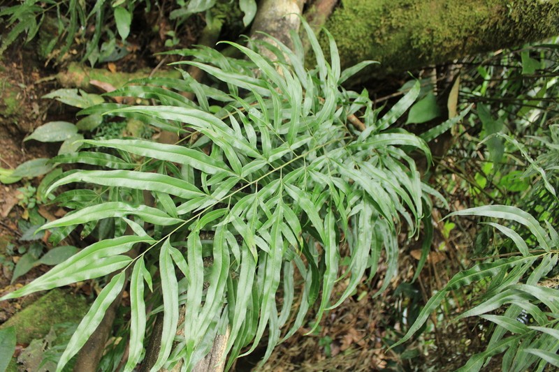 Pteris haenkeana photo 8