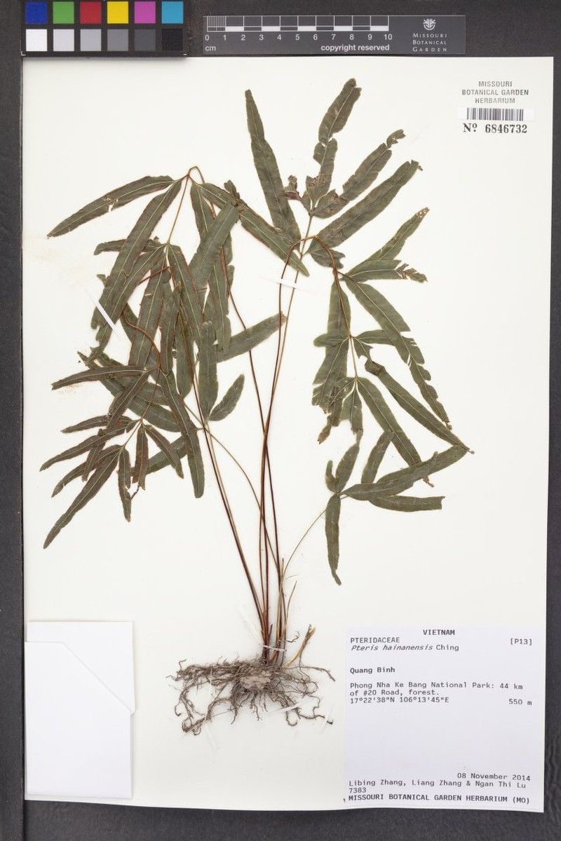 Pteris hainanensis