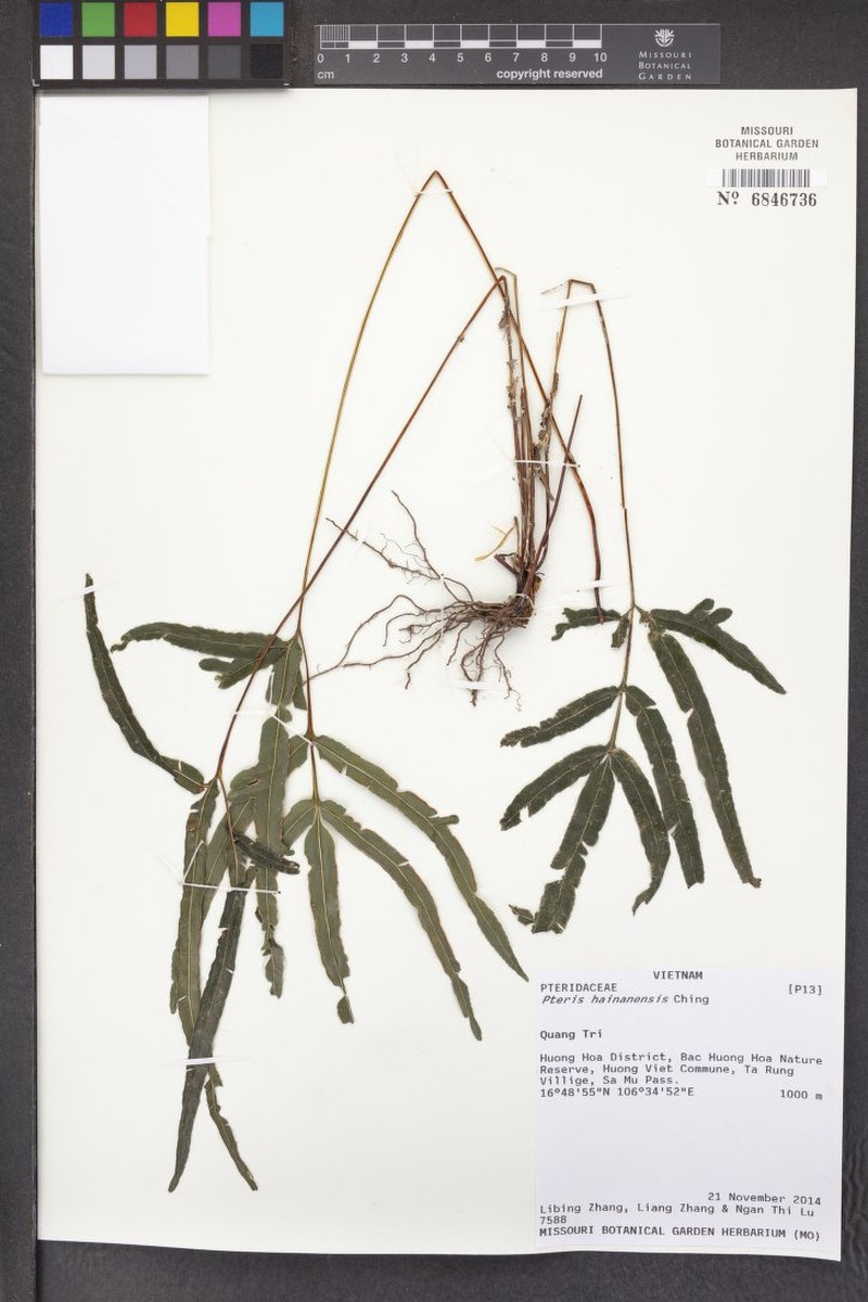 Pteris hainanensis photo 2