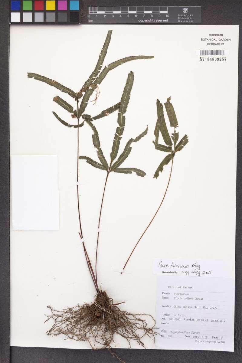 Pteris hainanensis photo 3