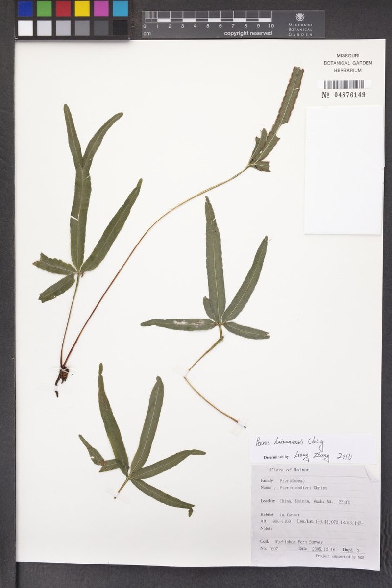 Pteris hainanensis photo 4