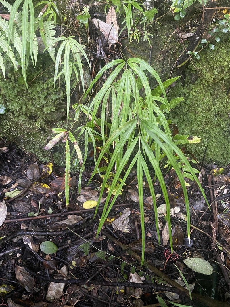 Pteris henryi