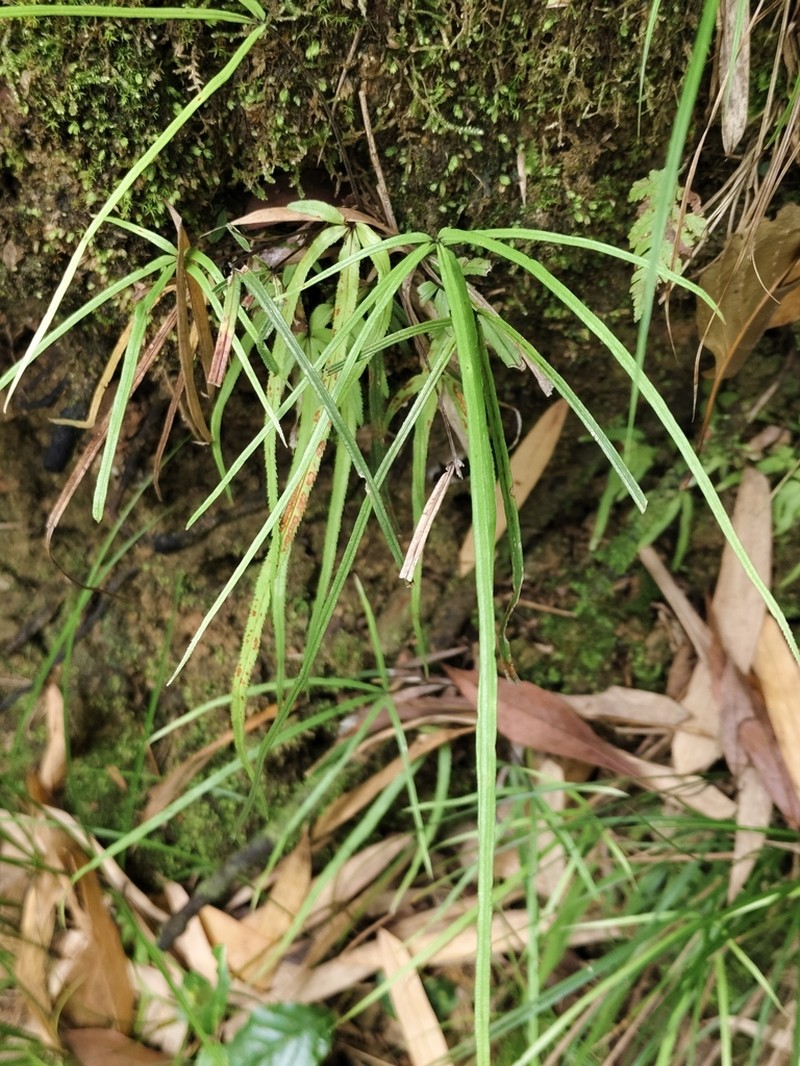 Pteris henryi photo 2