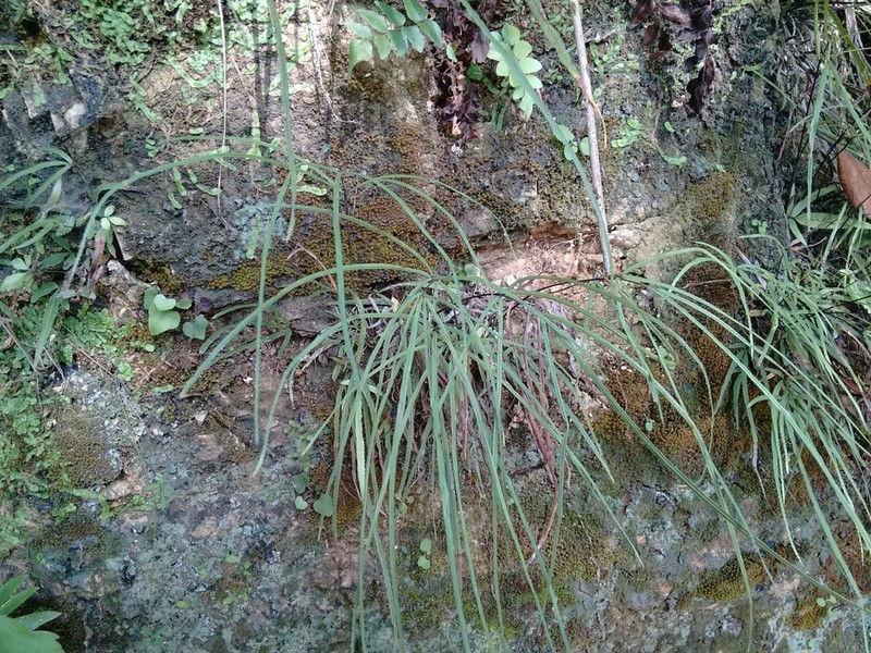 Pteris henryi photo 3