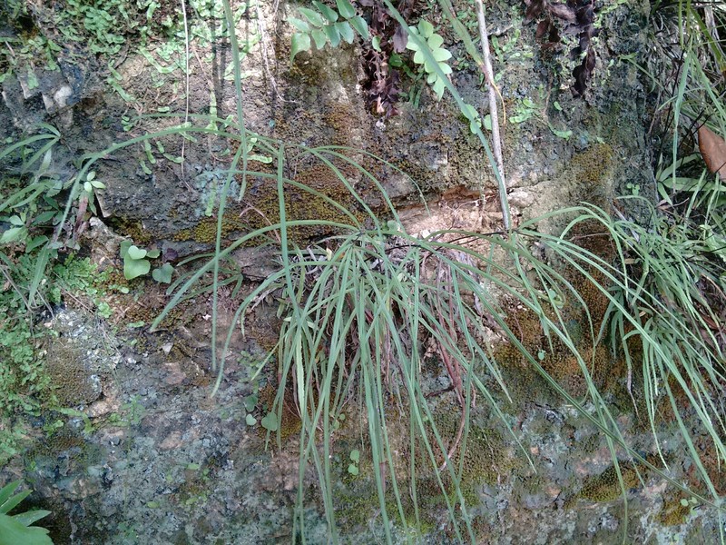 Pteris henryi photo 4