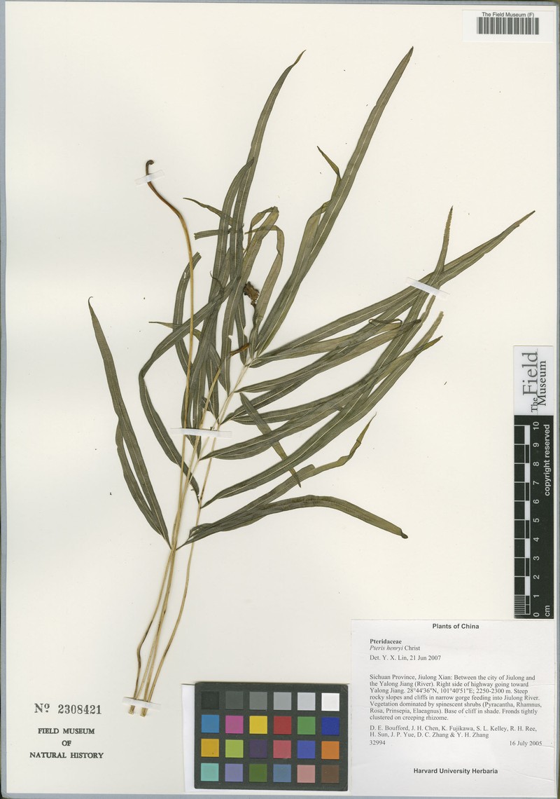 Pteris henryi photo 5