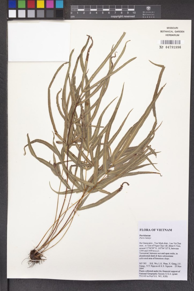 Pteris henryi photo 6