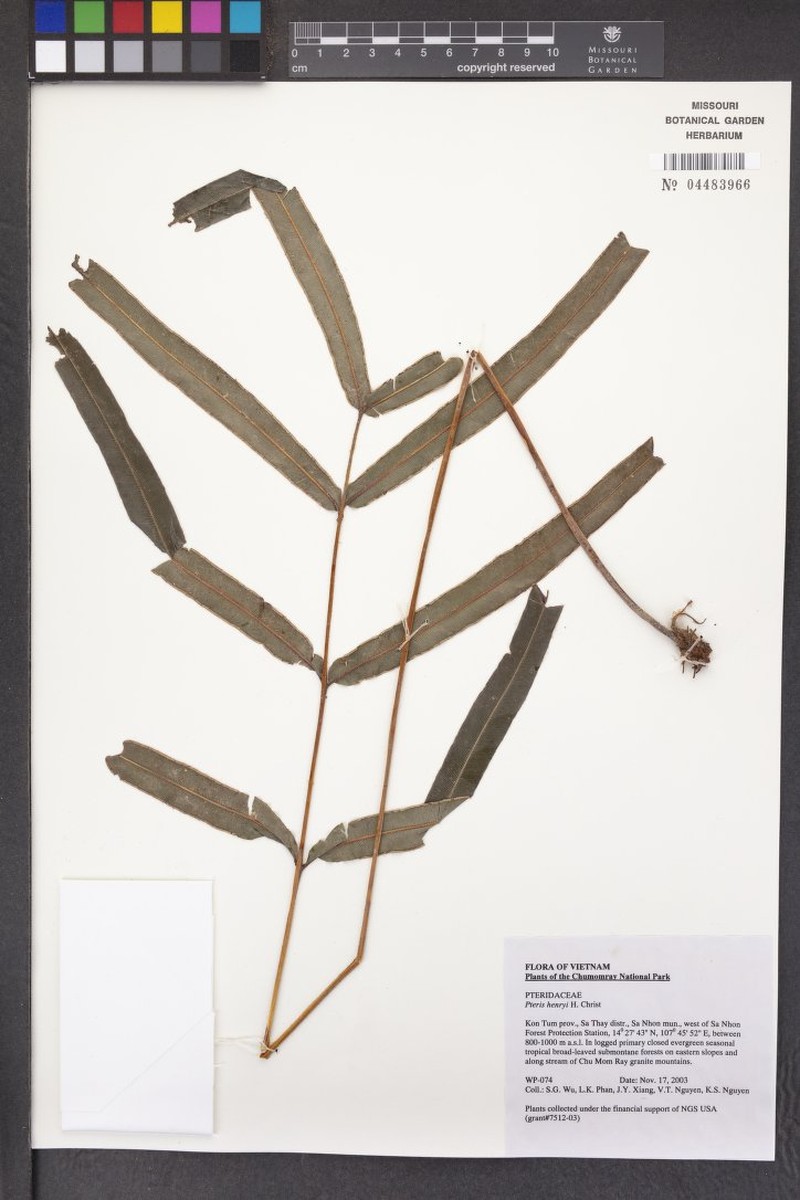 Pteris henryi photo 7