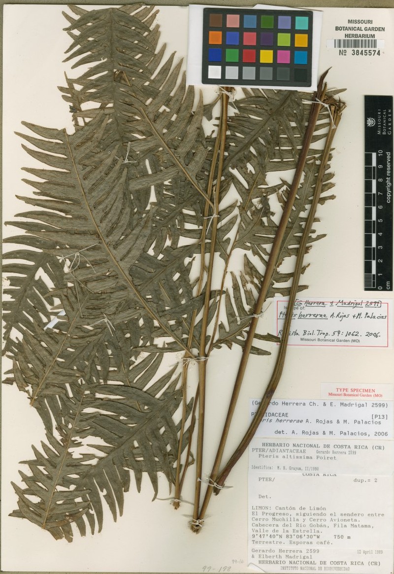 Pteris herrerae