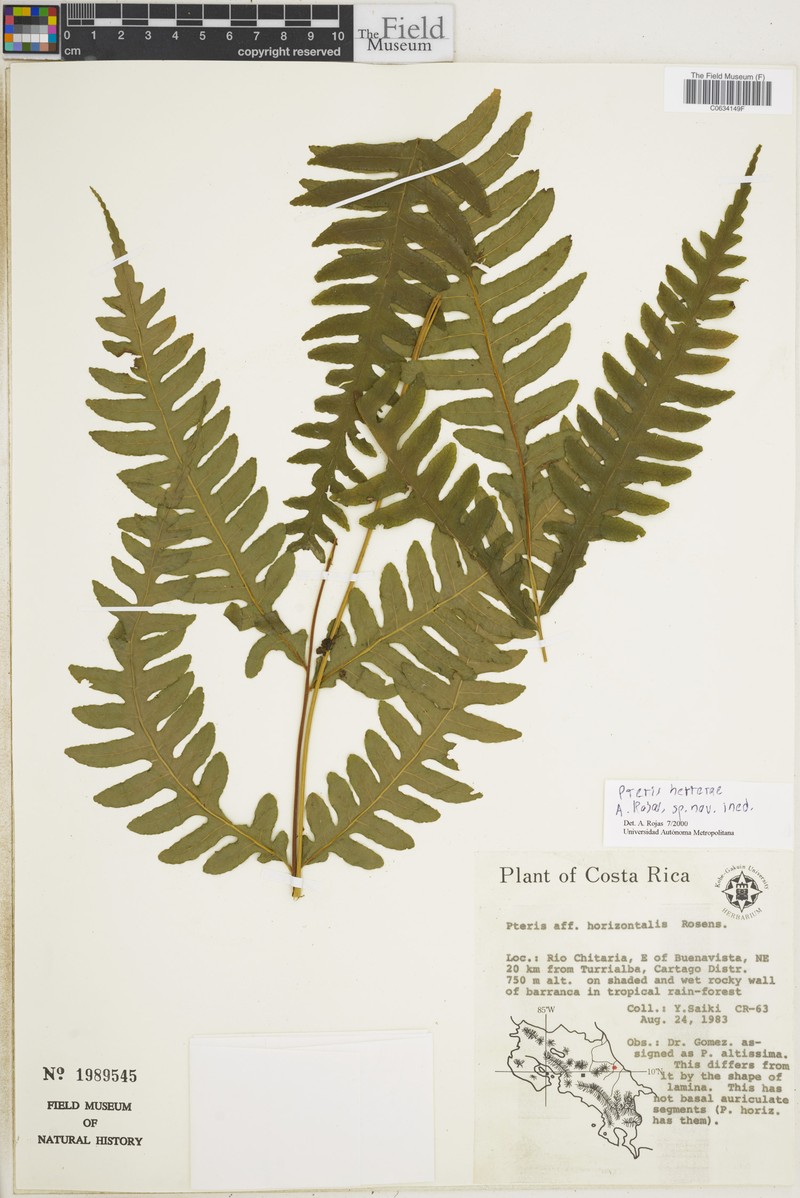 Pteris herrerae photo 2
