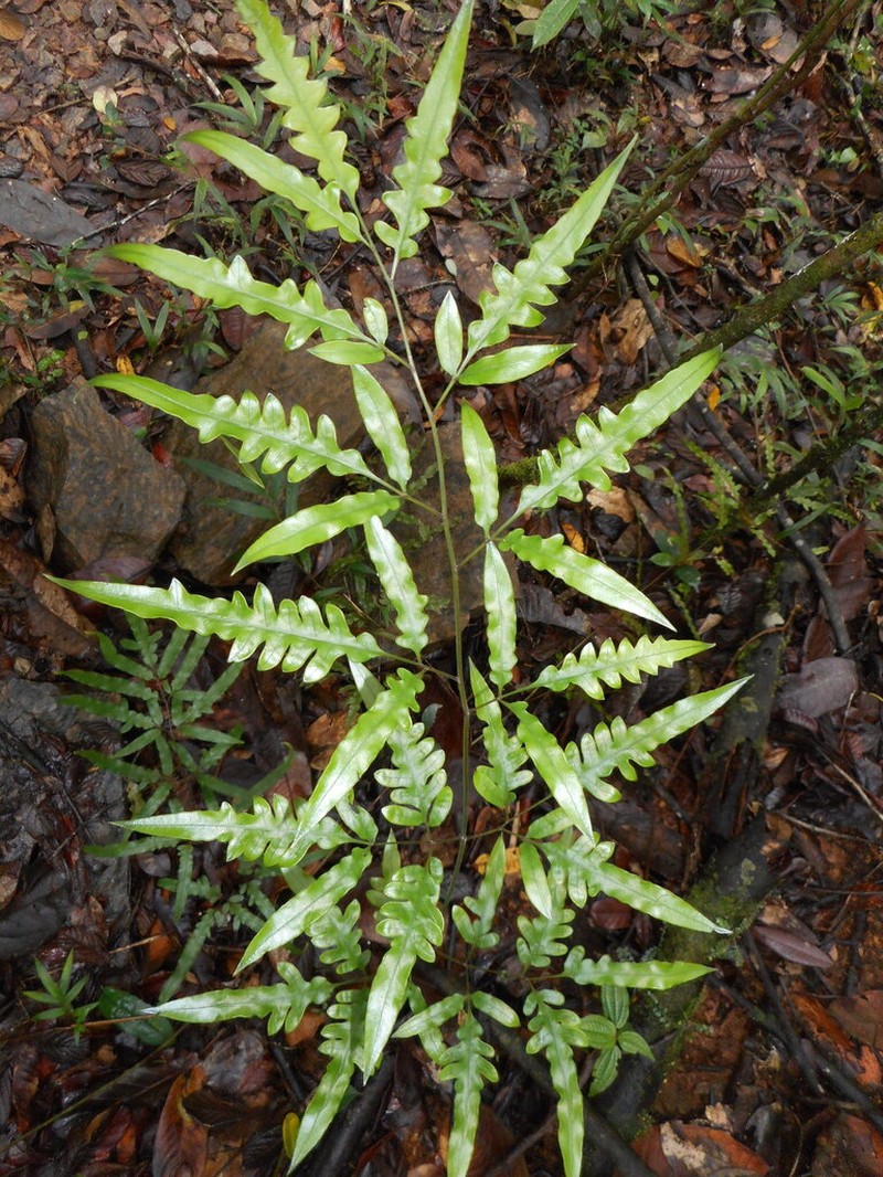 Pteris heteroclita
