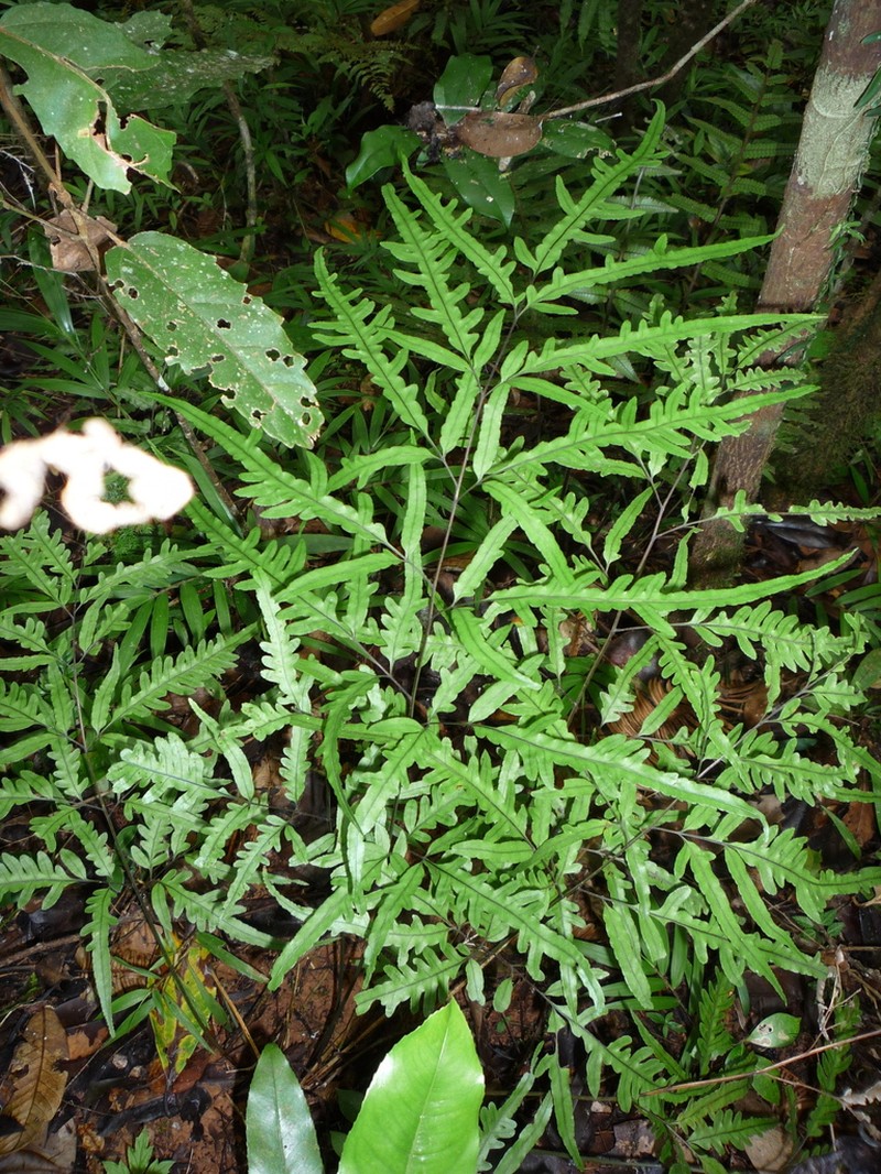 Pteris heteroclita photo 2