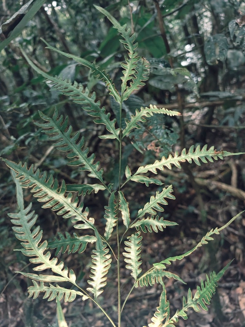 Pteris heteroclita photo 3