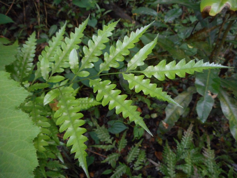 Pteris heteroclita photo 5