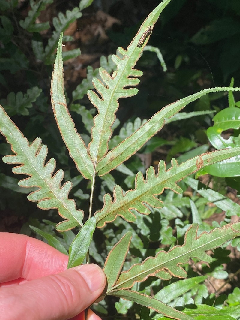 Pteris heteroclita photo 6