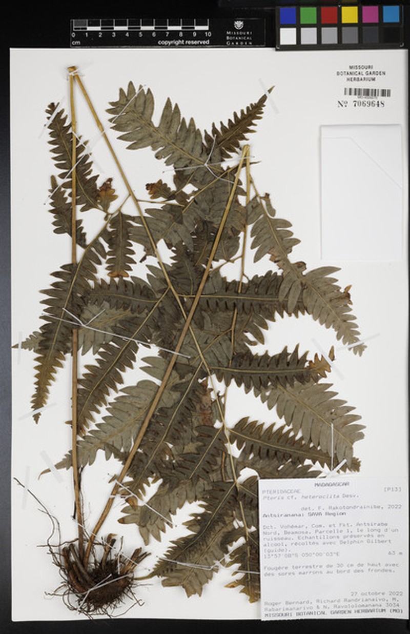 Pteris heteroclita photo 7