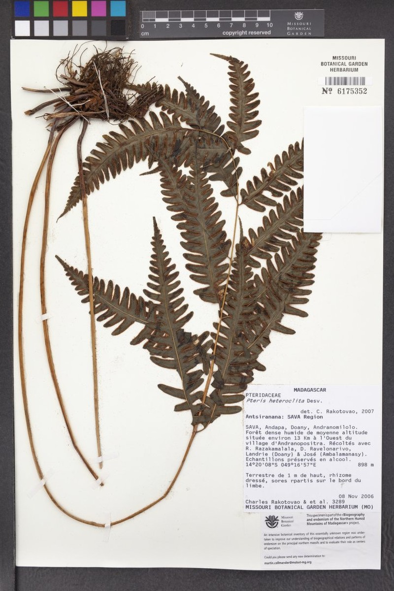 Pteris heteroclita photo 8
