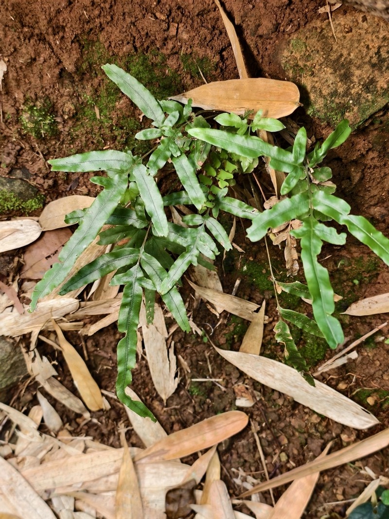 Pteris heteromorpha photo 2
