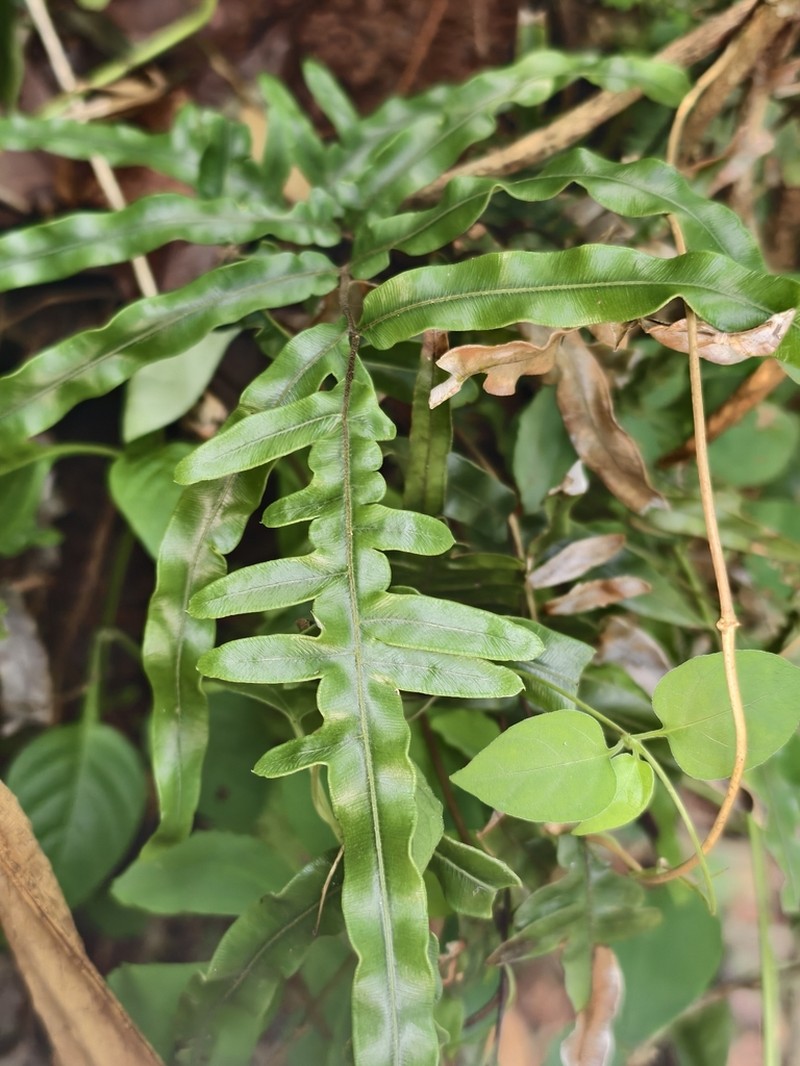 Pteris heteromorpha photo 3